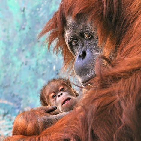 filhote-orangotango-com-sua-mae-03.jpg