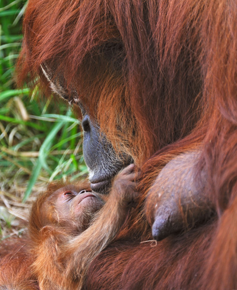 filhote-orangotango-com-sua-mae-04.jpg
