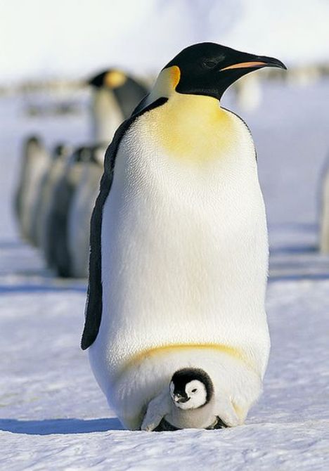 pinguim-imperador-filhote.jpg