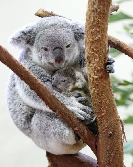 Maternidade animal: bebê coala Pequeno-coala-01