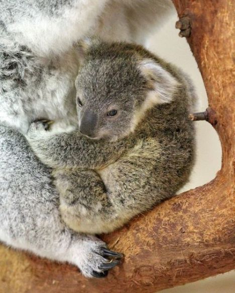Maternidade animal: bebê coala Pequeno-coala-02