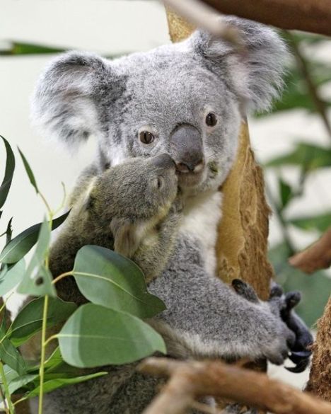 Maternidade animal: bebê coala Pequeno-coala-03
