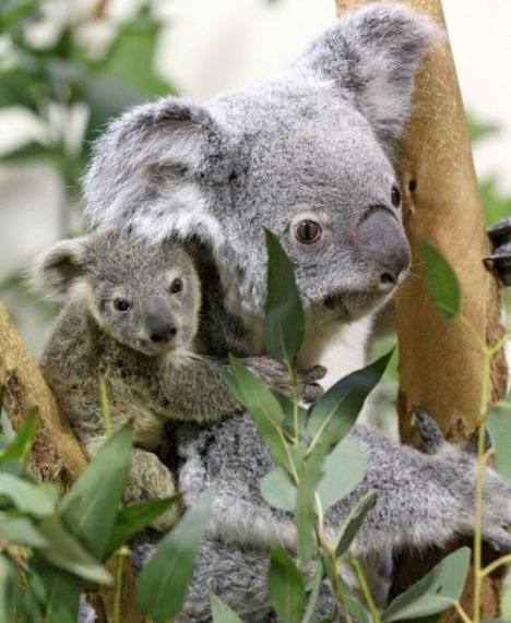 Maternidade animal: bebê coala Pequeno-coala-04